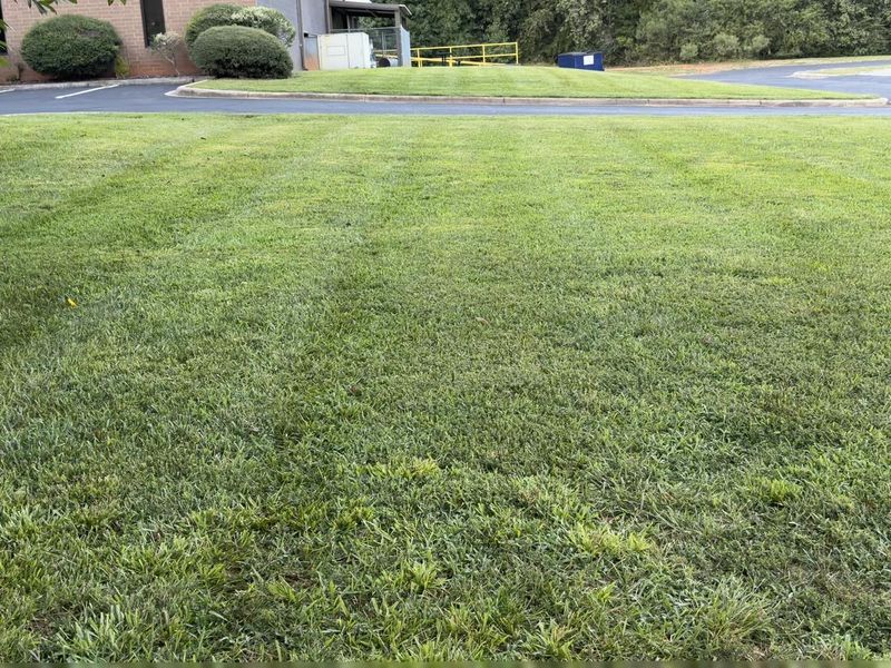 Wide commercial lawn mown in even stripes running up to a car park and trimmed hedges
