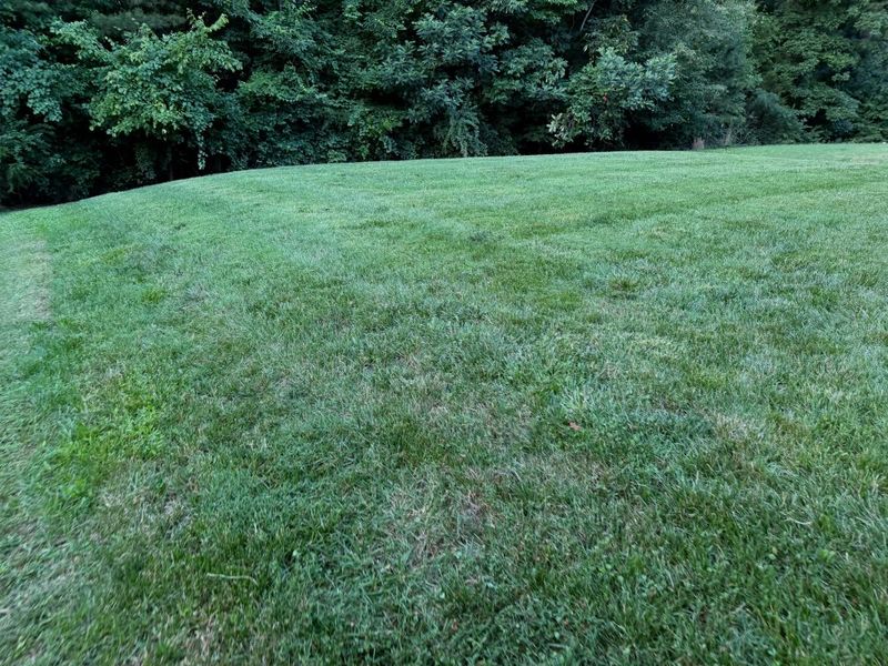 Large open back lawn mowed evenly out to a dense tree line