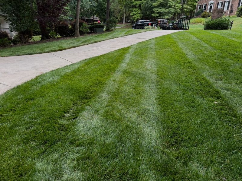 Deep cut stripes running the length of a front lawn beside a concrete driveway