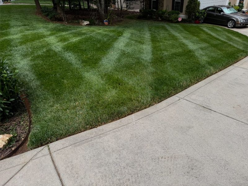 Striped front lawn curving along a sidewalk with a cut-in bed edge on the left